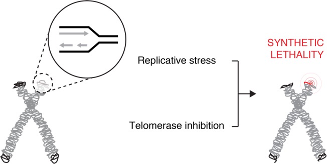 Loss of Telomere Homeostasis