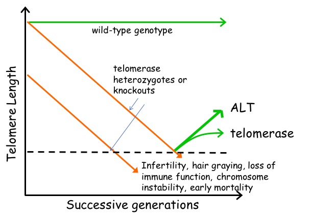 Successive generations vs Telomere length