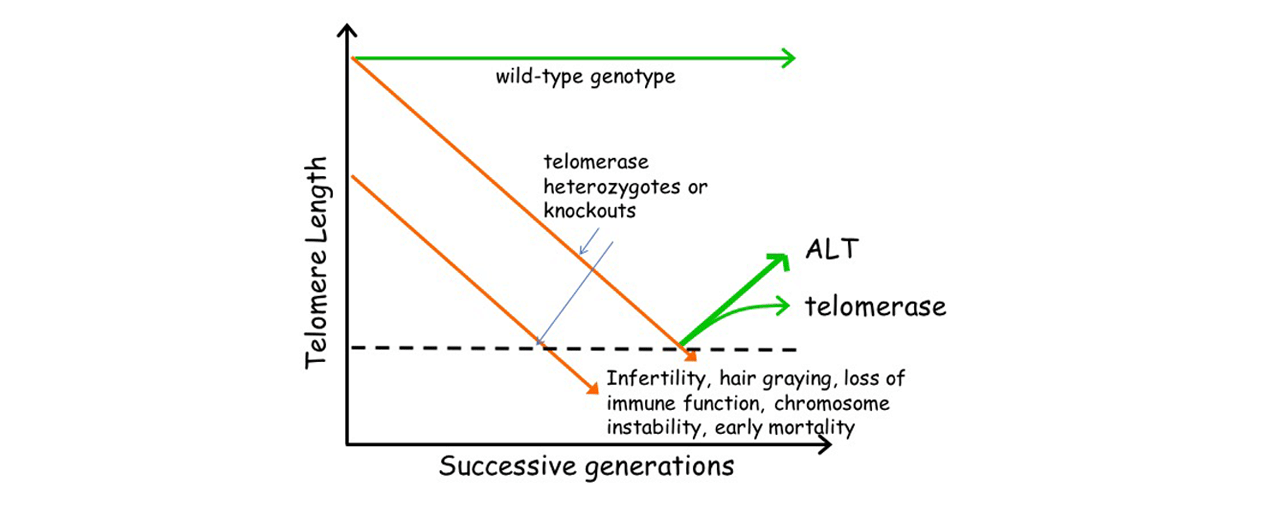 Successive generations vs Telomere length